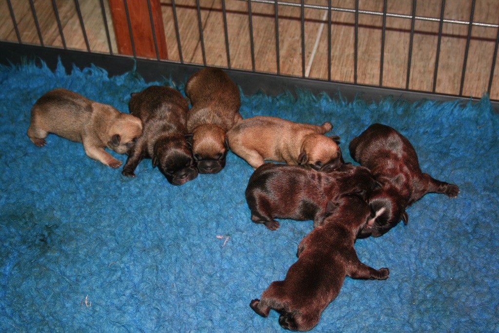 Chiot Bouledogue français Domaine de Batsyline