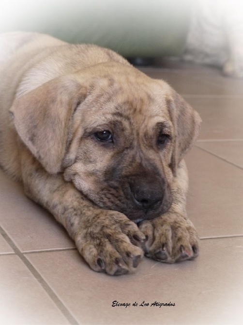 De Los Atigrados - Des chiots en 2016