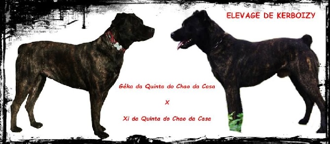 De Los Atigrados - Chiots Fila de Sao Miguel !