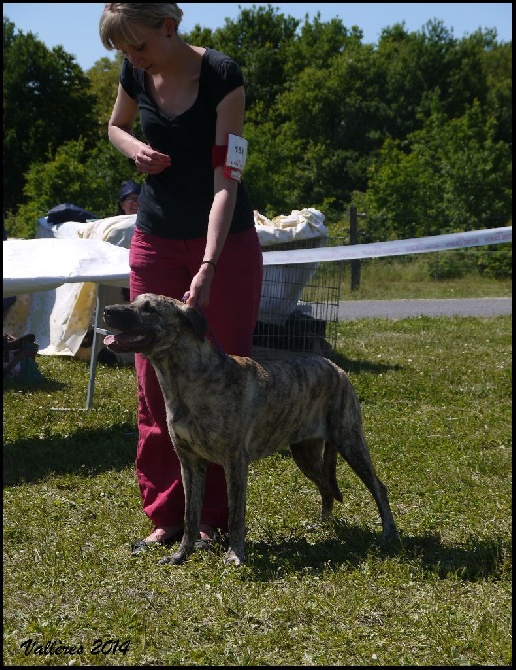 De Los Atigrados - Exposition canine Vallères (37)