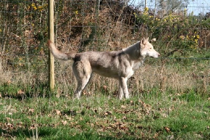 Des Loups De Leendert - Mariage 2014