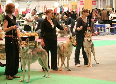 Des Loups De Leendert - CHAMPIONNAT DE FRANCE 2013