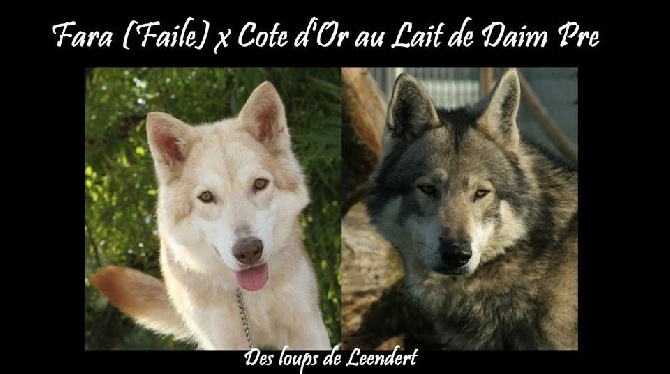 Des Loups De Leendert - Cote d'or X Fara 2014