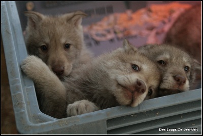 Des Loups De Leendert - Ils ont 2 mois