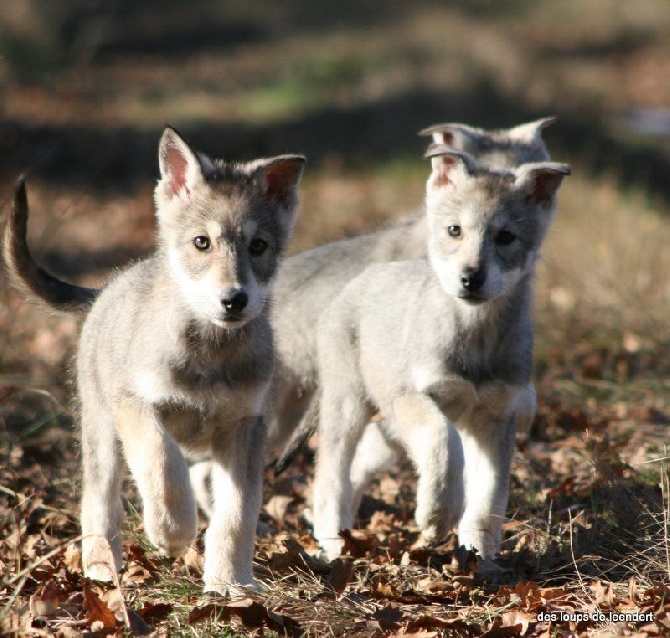 Des Loups De Leendert - Jersey Girl et Jacee cherchent une famille