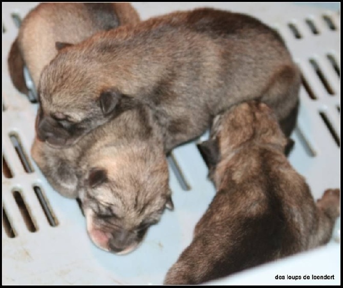 Des Loups De Leendert - naissance des chiots de fara X Cote d or