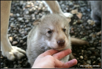 Des Loups De Leendert - Des nouvelles des bébés