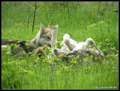 Des Loups De Leendert - Farniente !!