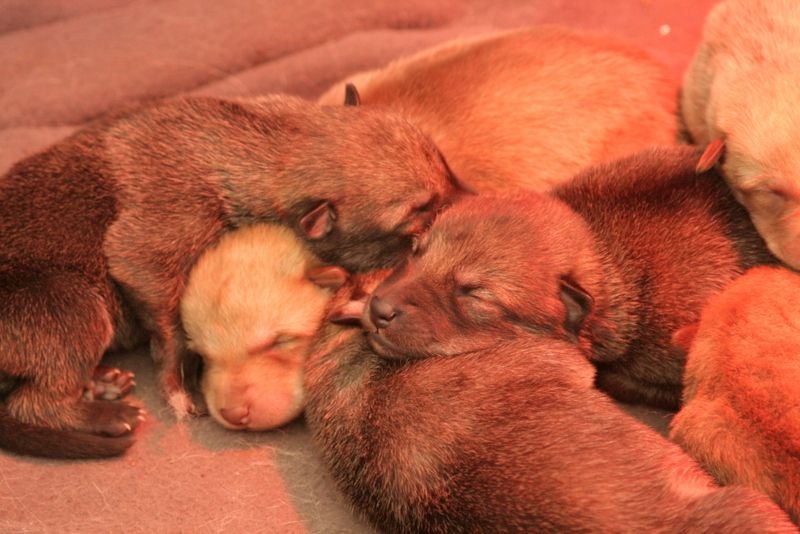 Des Loups De Leendert - Chien-loup de Saarloos - Portée née le 06/03/2015