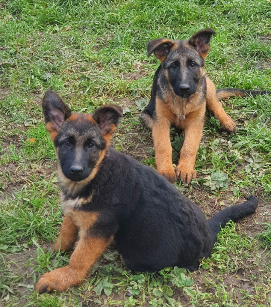 Du Roc De Grand Nourd - Chiots disponibles - Berger Allemand