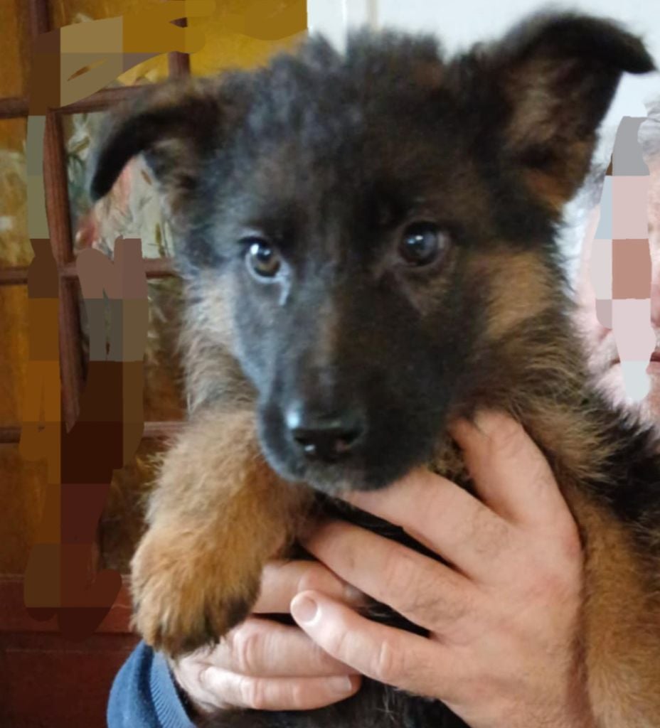 Du Roc De Grand Nourd - Chiots disponibles - Berger Allemand