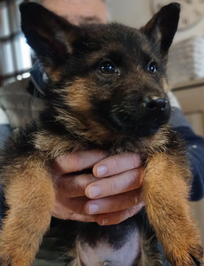 Du Roc De Grand Nourd - Chiots disponibles - Berger Allemand