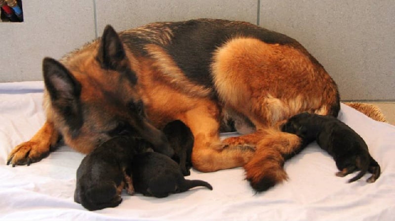 Chiot Berger Allemand Vom Herzogswappen