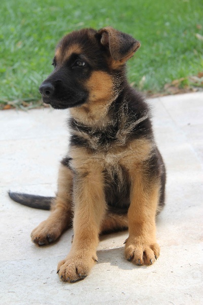 Chiot Berger Allemand Vom Herzogswappen