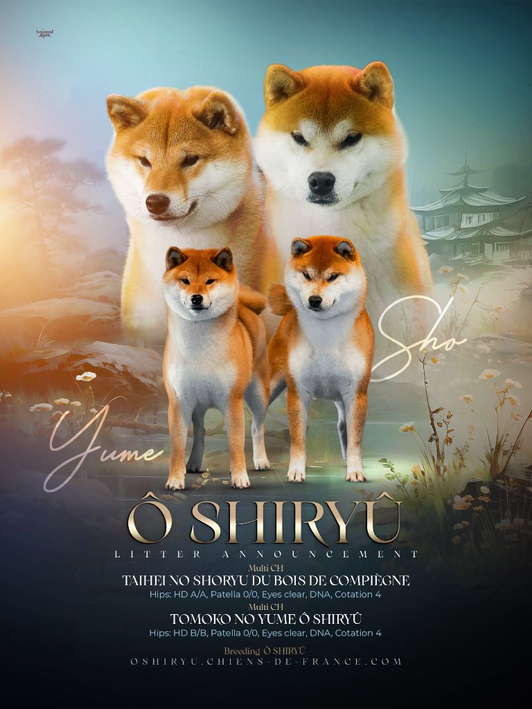 Ô Shiryû - Chiots disponibles ! 