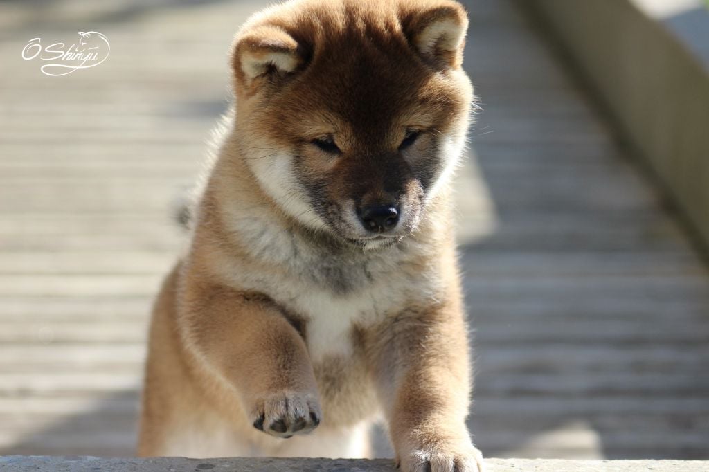 Ô Shiryû - Chiots disponibles - Shiba