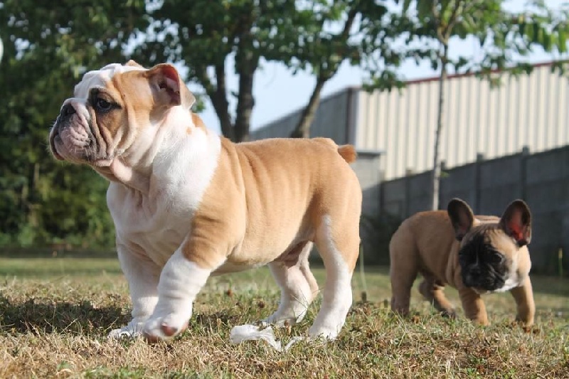 Des Rêves De M'zel Charlotte - Bulldog Anglais - Portée née le 25/04/2015