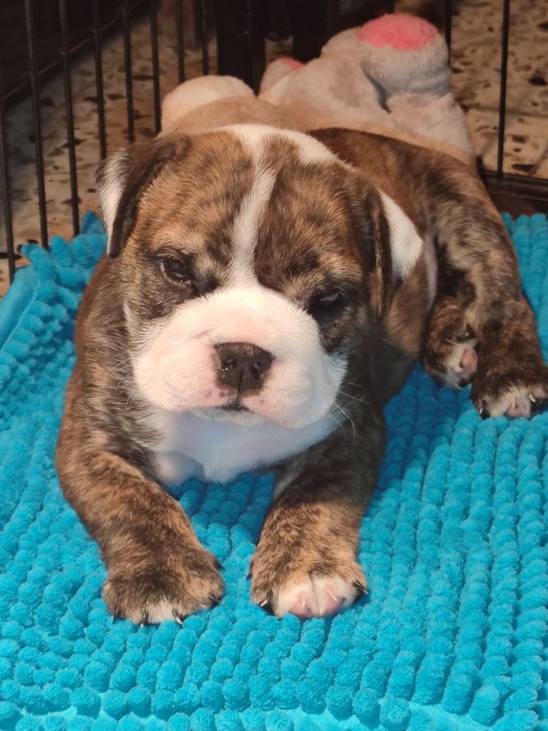 Chiot Bulldog Anglais Des Rêves De M'zel Charlotte