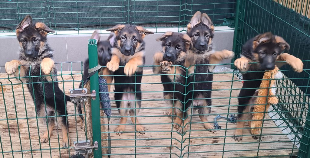 Di Voghenza - Nos bébés 2024 sont prêt à rejoindre leur nouvelle famille !