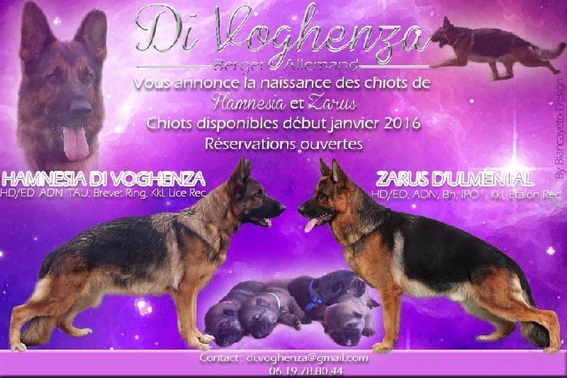 Chiot Berger Allemand Di Voghenza