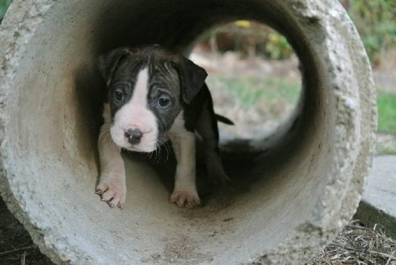 Neochrome - Chiots disponibles - American Staffordshire Terrier