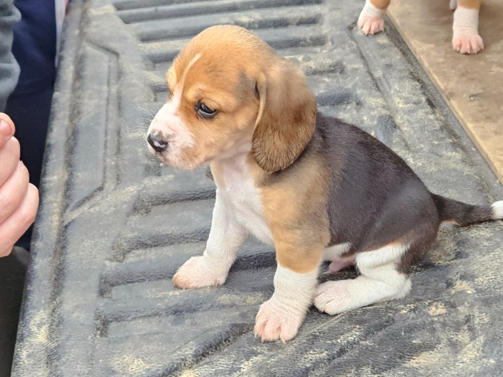 Des Sources Du Languidouë - Chiots disponibles - Beagle