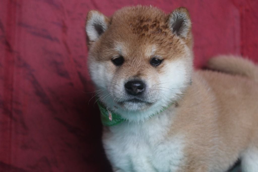 bébés shiba dispo