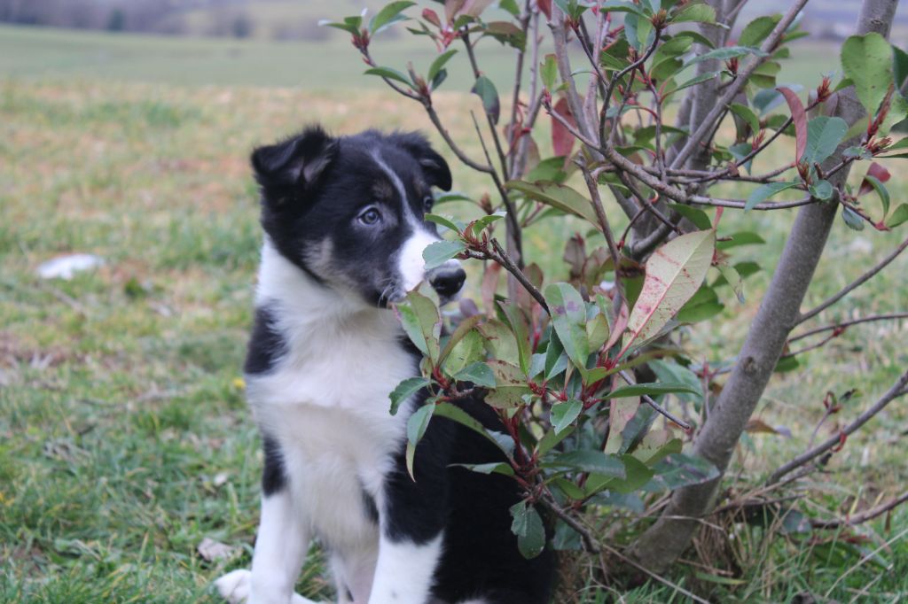 La Seigneurie Du Domaine D'Eole - Chiots disponibles - Border Collie