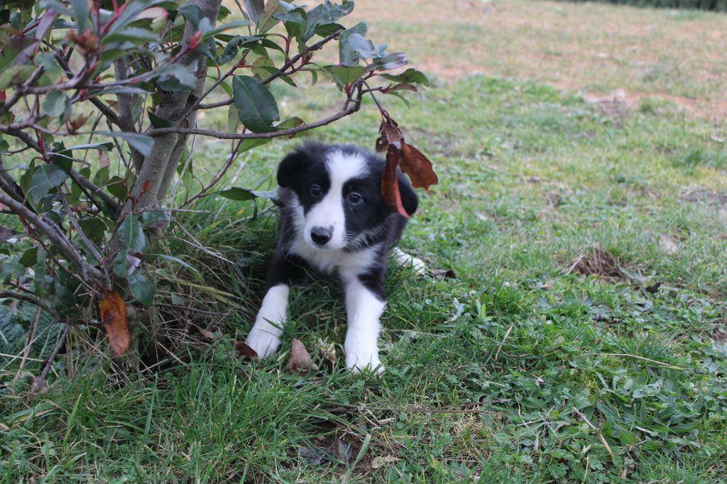 La Seigneurie Du Domaine D'Eole - Chiots disponibles - Border Collie