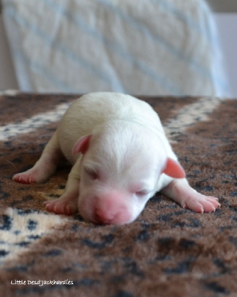 Des D'jackhardies - Jack Russell Terrier - Portée née le 30/08/2015