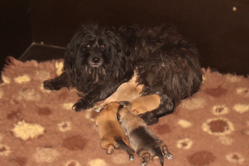 Chiot Berger des Pyrenees à face rase Des Bergers Du Desert