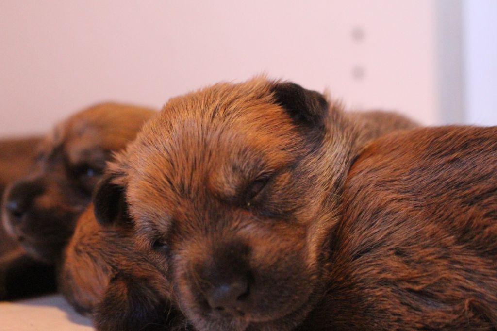 Chiot Berger de Picardie Des Bergers Du Desert