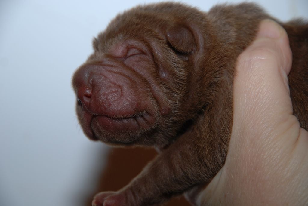 Du Chant Du Sorgho - Chiots disponibles - Shar Pei