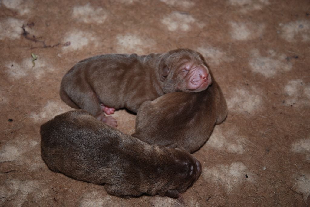 Chiot Shar Pei Du Chant Du Sorgho