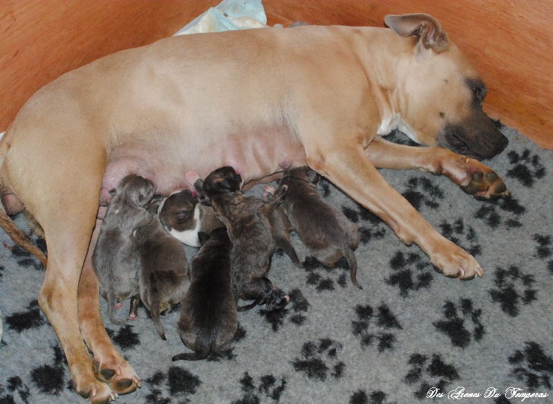 Des Arenes Du Temperas - American Staffordshire Terrier - Portée née le 14/06/2013