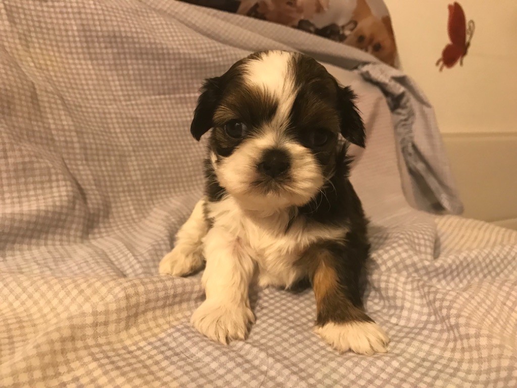 Chiot Shih Tzu Des Canailles De Boubou