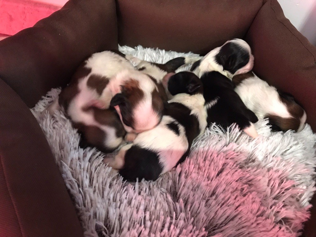 Chiot Shih Tzu Des Canailles De Boubou