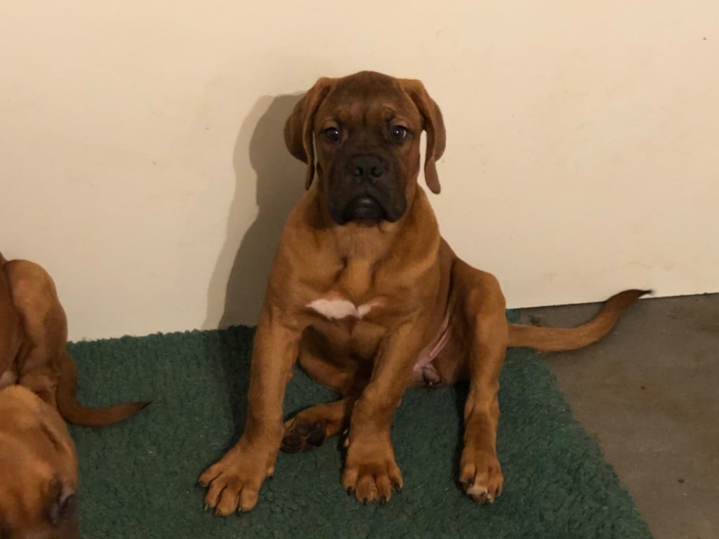 Des Canailles De Boubou - Dogue de Bordeaux - Portée née le 12/09/2019