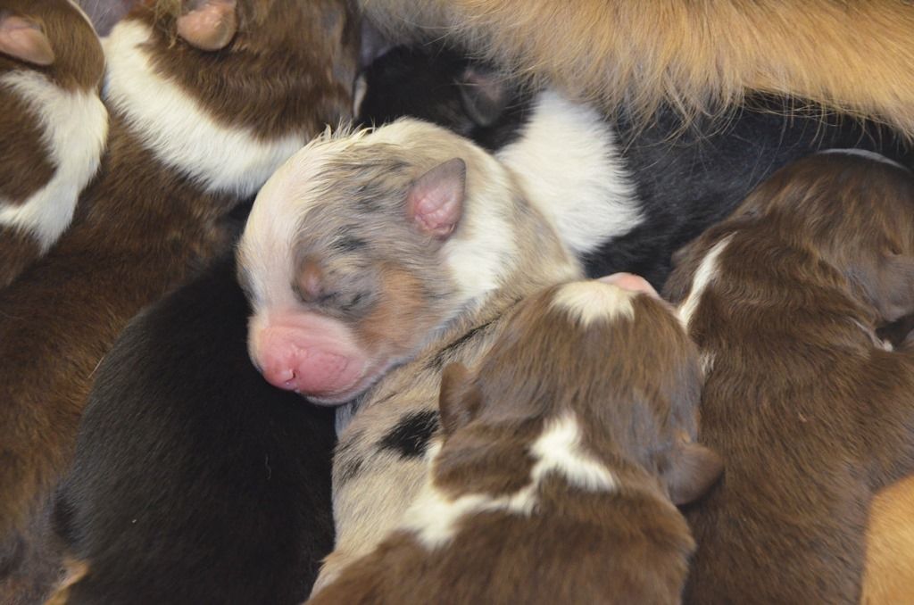 Chiot Berger Australien Du Paradis Des Démons