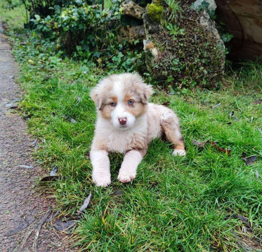 Du Paradis Des Démons - Chiots disponibles - Berger Australien