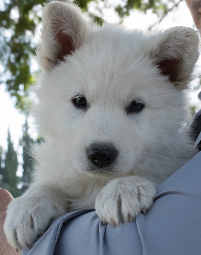 Eymji - Berger Blanc Suisse - Portée née le 10/02/2020