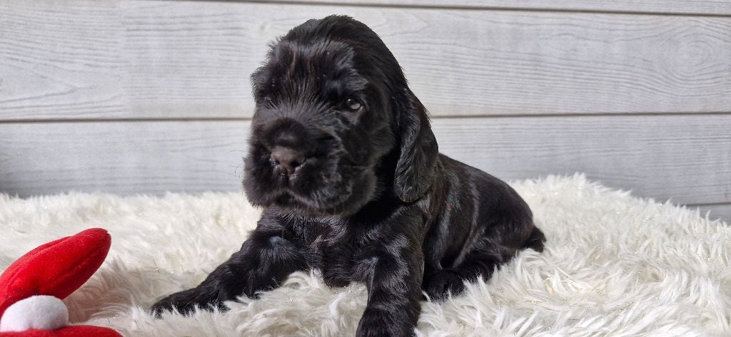 De kerfeuil - Chiots disponibles - Cocker Spaniel Anglais