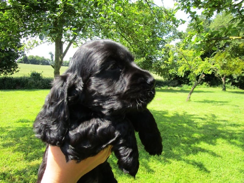 De kerfeuil - Cocker Spaniel Anglais - Portée née le 29/04/2015