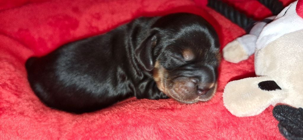 De kerfeuil - Chiots disponibles - Cocker Spaniel Anglais