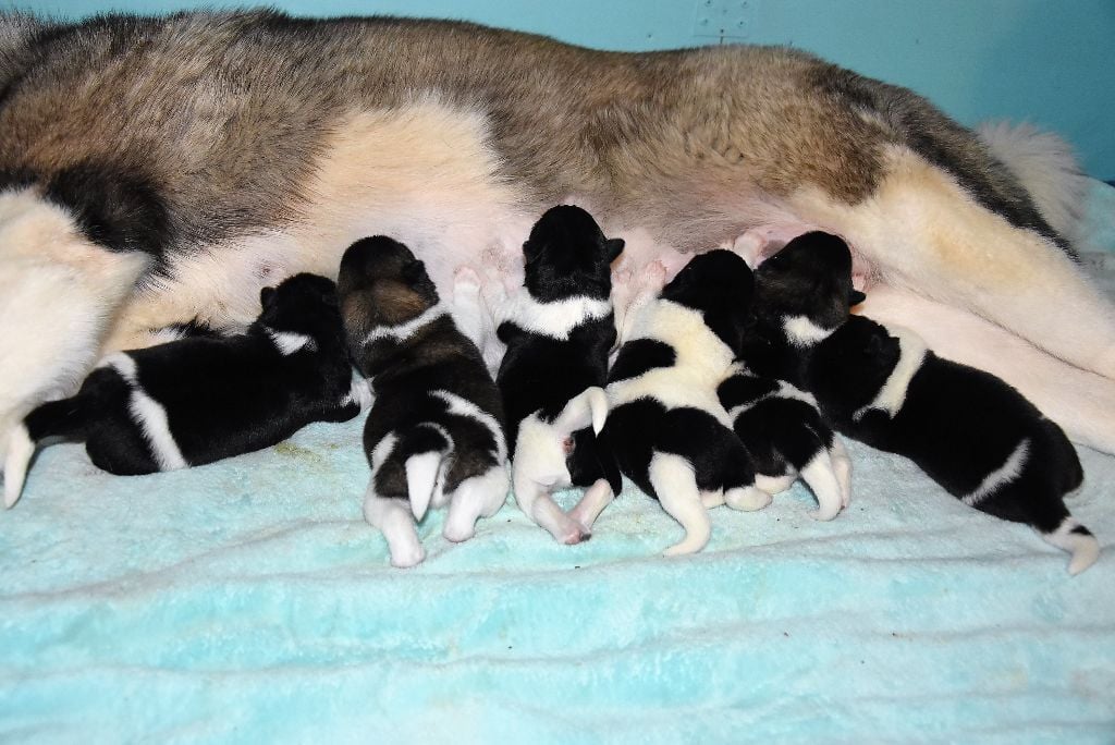 Naissance des 6 superbes chiots de Blue & Ch. Sniper 