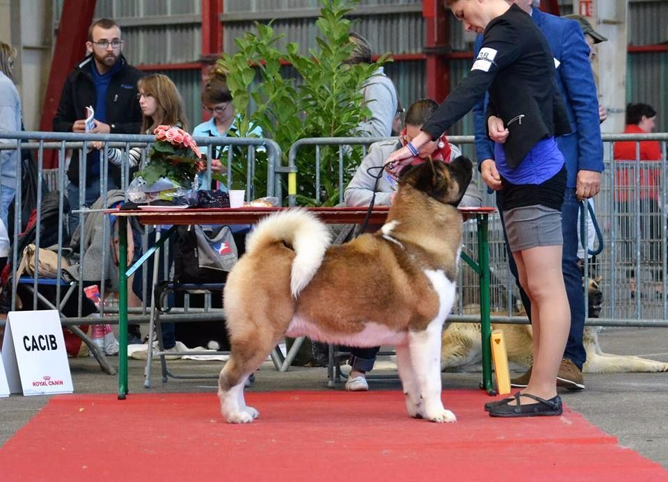 D'Etoily Valy - Expo CACIB de Limoges avril 2017