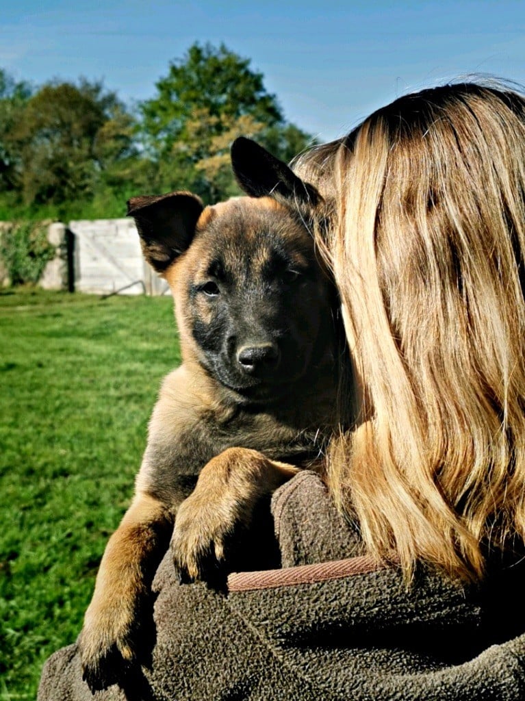 de scottenland - Chiots disponibles - Berger Belge