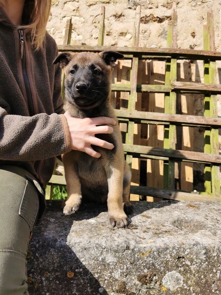 de scottenland - Chiots disponibles - Berger Belge