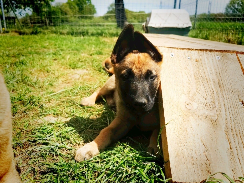 de scottenland - Chiots disponibles - Berger Belge