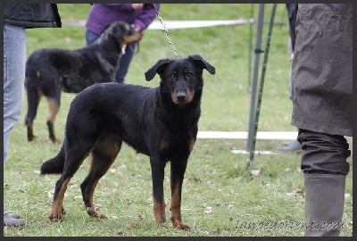 De La Terre Des Lions - Journée Beauceronne de Cergy